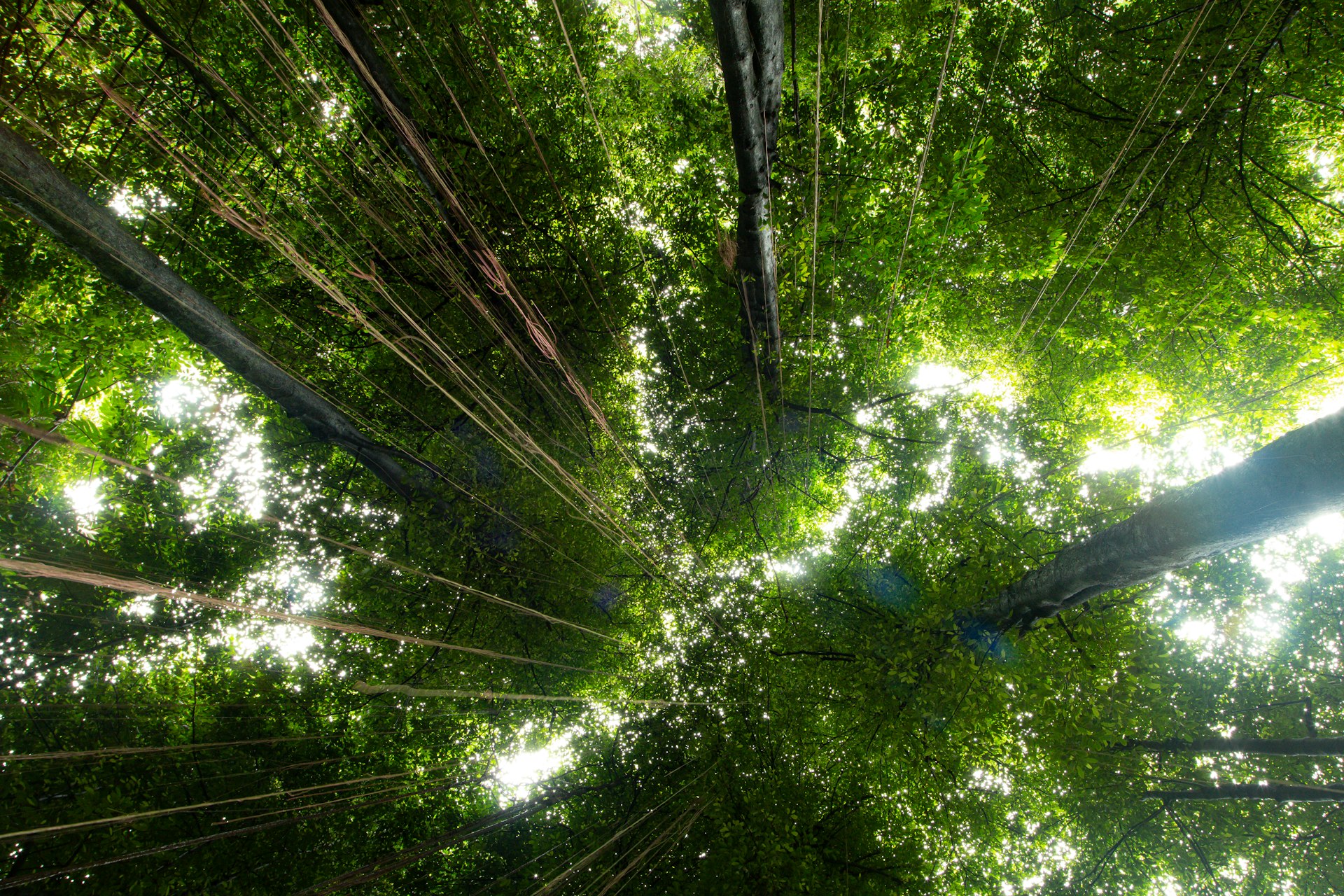 Green Bonds: Financing a Sustainable Future Through Responsible Investment